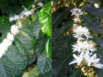 Growing and Caring for Fragrant Coffee Plants Indoors
