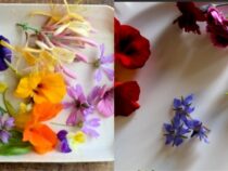 An Illustrated Handbook on Edible Flowers and Creative Uses