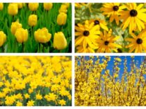 Yellow Perennial Flowers for a Brighter Landscape