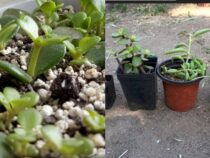 Jade Plant Propagation: Growing Your Succulent Collection