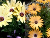 Yellow Perennial Flowers to Illuminate Your Garden