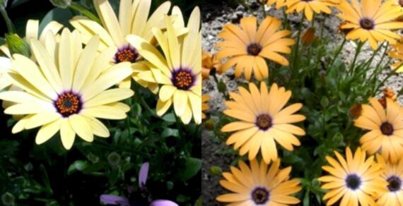 Yellow Perennial Flowers to Illuminate Your Garden