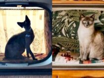 Transform an Old TV into a DIY Cat House