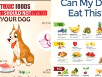 Dangerous Foods: Never Feed These to Your Dog