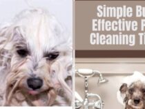 Pet-Owner Cleaning Hacks You Need to Know