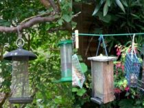 Experts Warn Against Adding These Items to Bird Feeders
