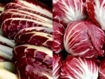 Radicchio: The Vibrant and Crunchy Winter Vegetable