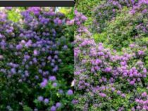 Aromatic Evergreen Shrubs for an Incredibly Fragrant Garden