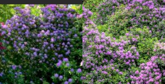 Aromatic Evergreen Shrubs for an Incredibly Fragrant Garden