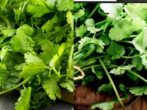 The Science Behind Why Some Perceive Cilantro as Soapy